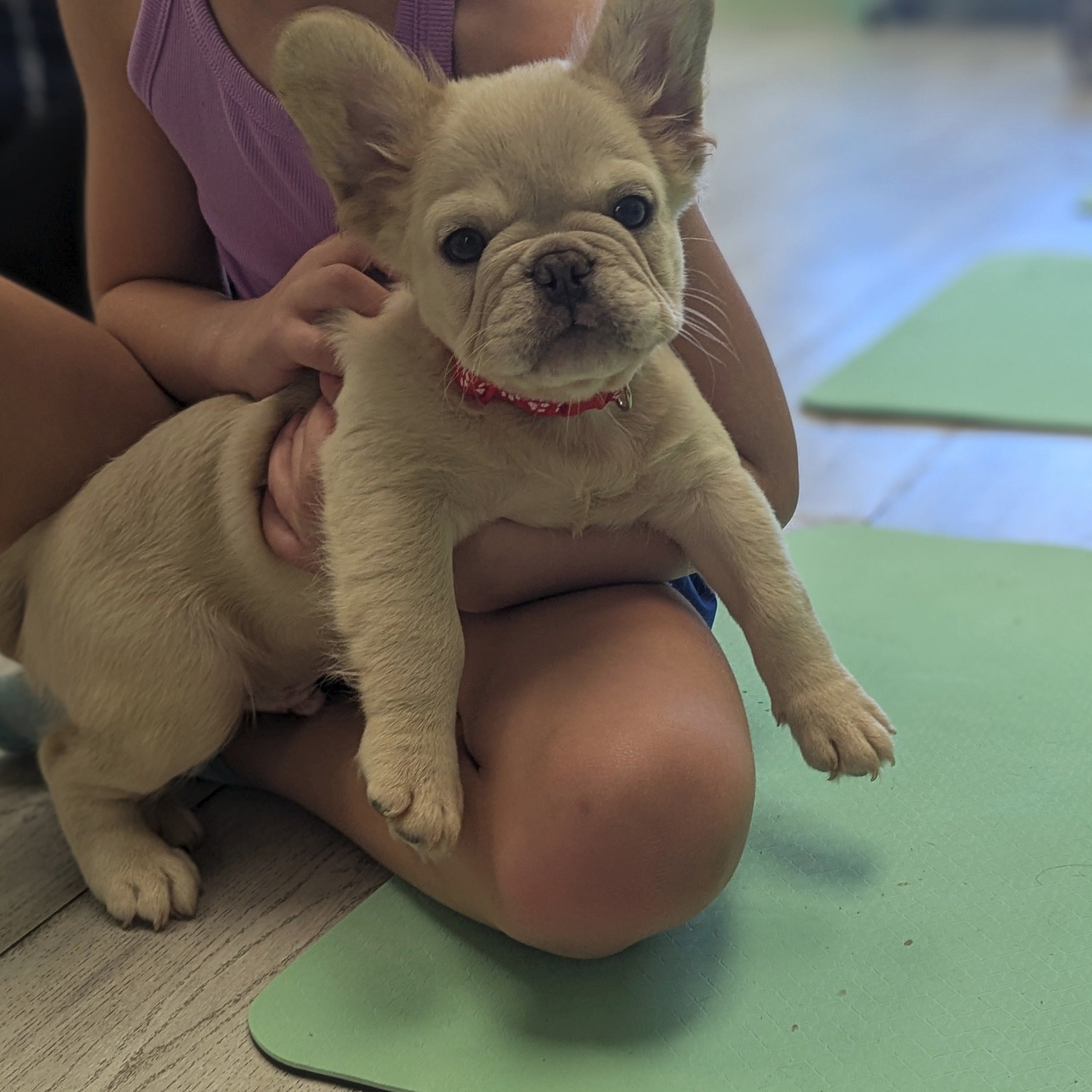 Puppy Yoga